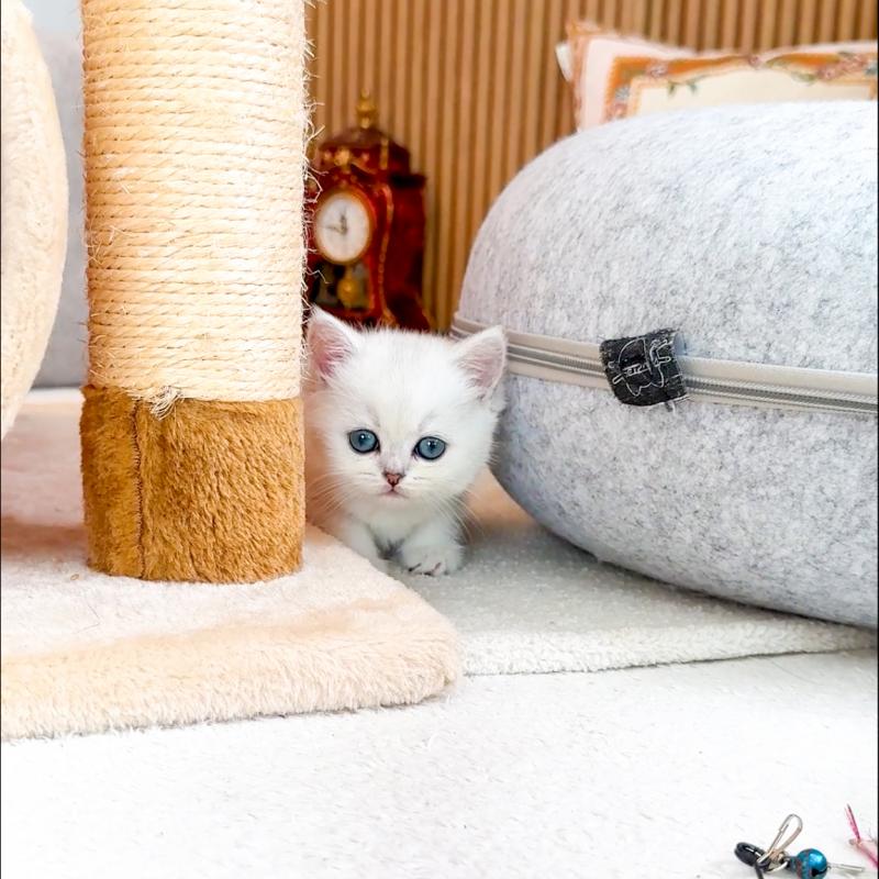 브리티시숏헤어(British Shorthair)