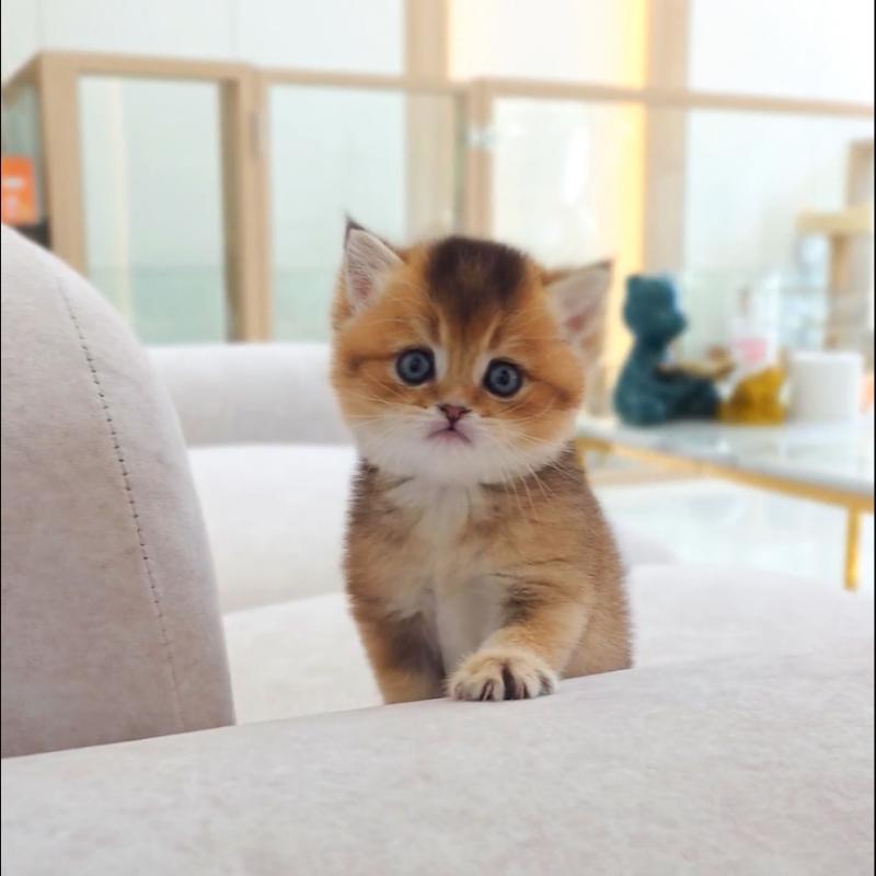 브리티시숏헤어(British Shorthair)