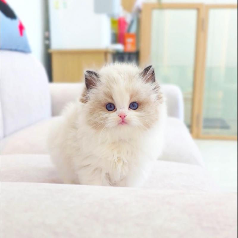 랙돌(Ragdoll)